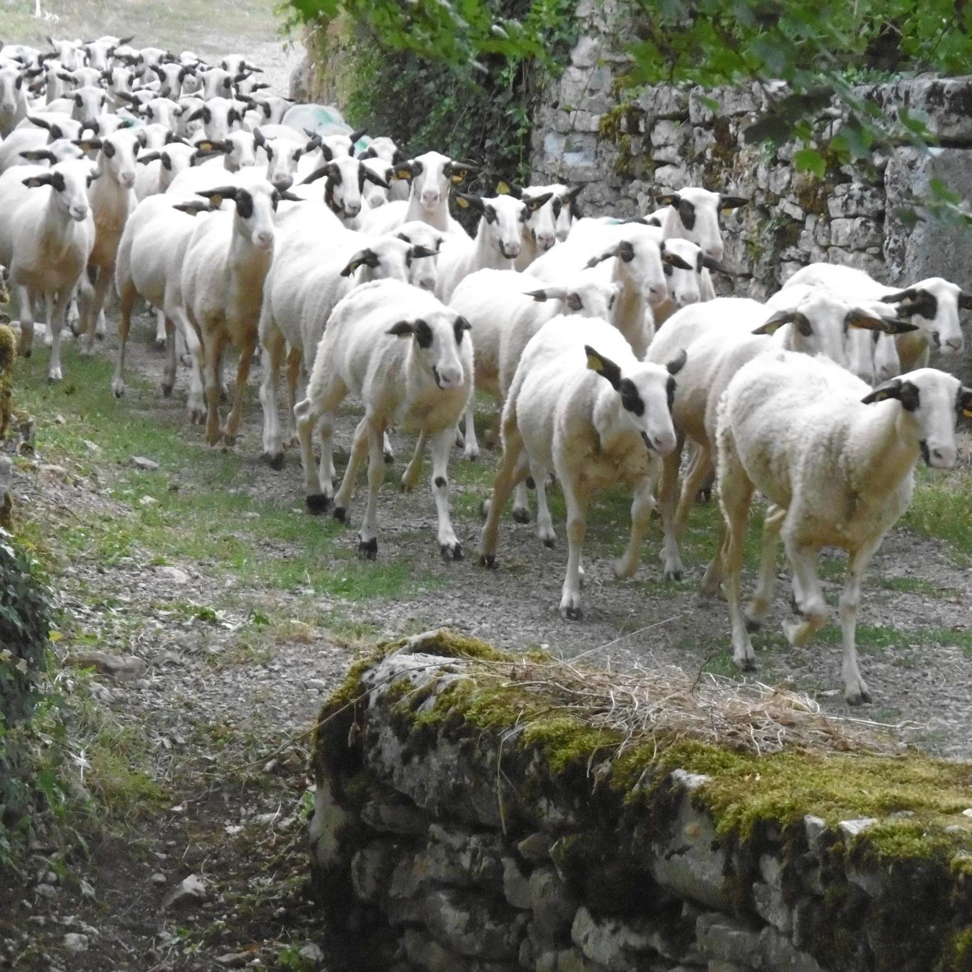 Les Roulottes Du Lot Panzió Gramat Kültér fotó